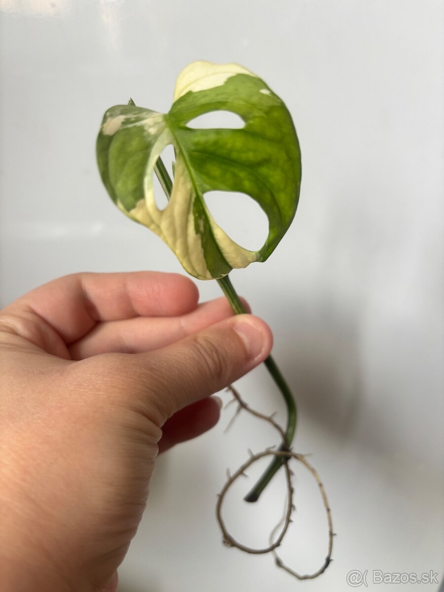raritna monstera japanese tricolor 3