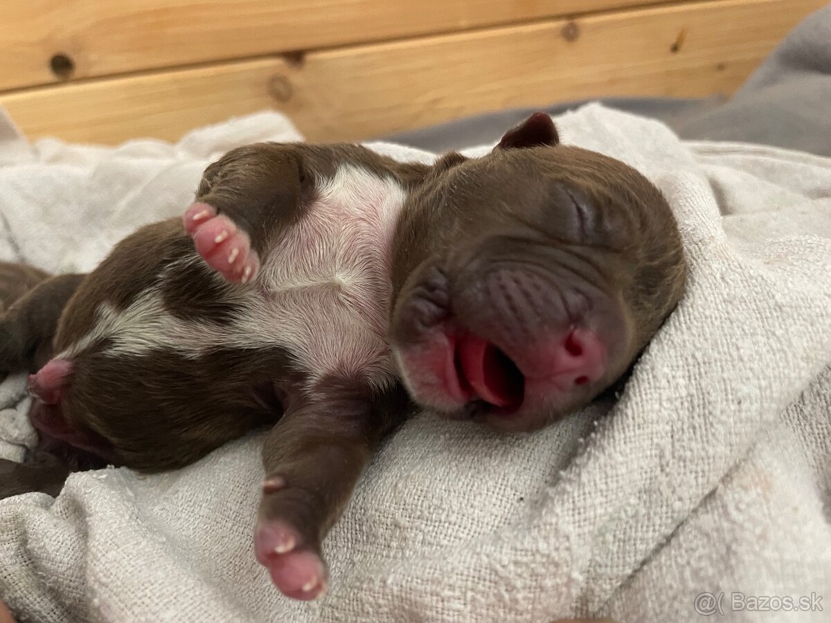 American bully POCKET