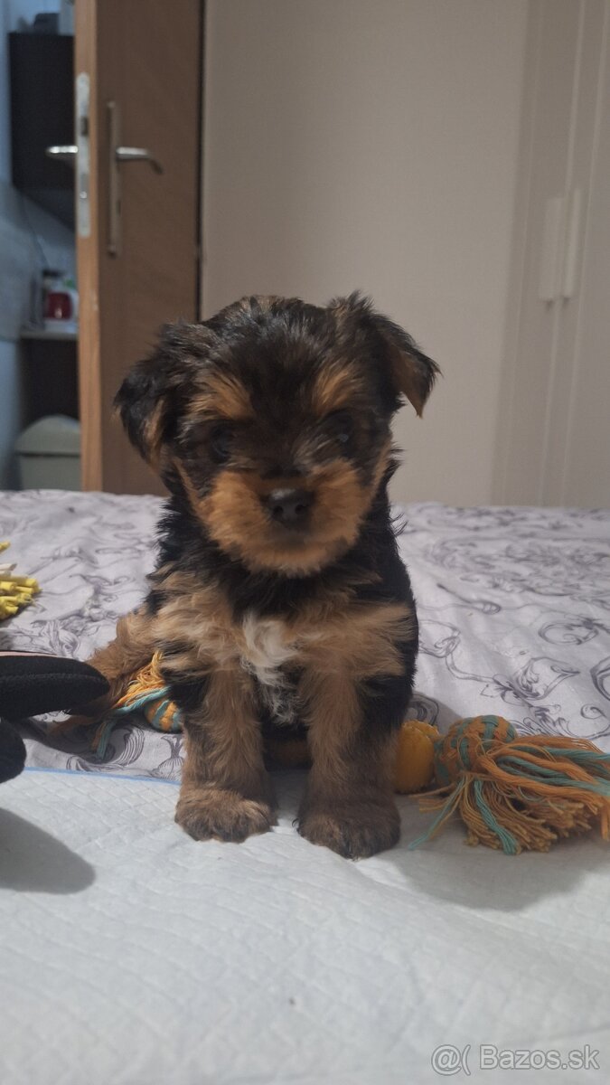 Yorkshire Terrier mini