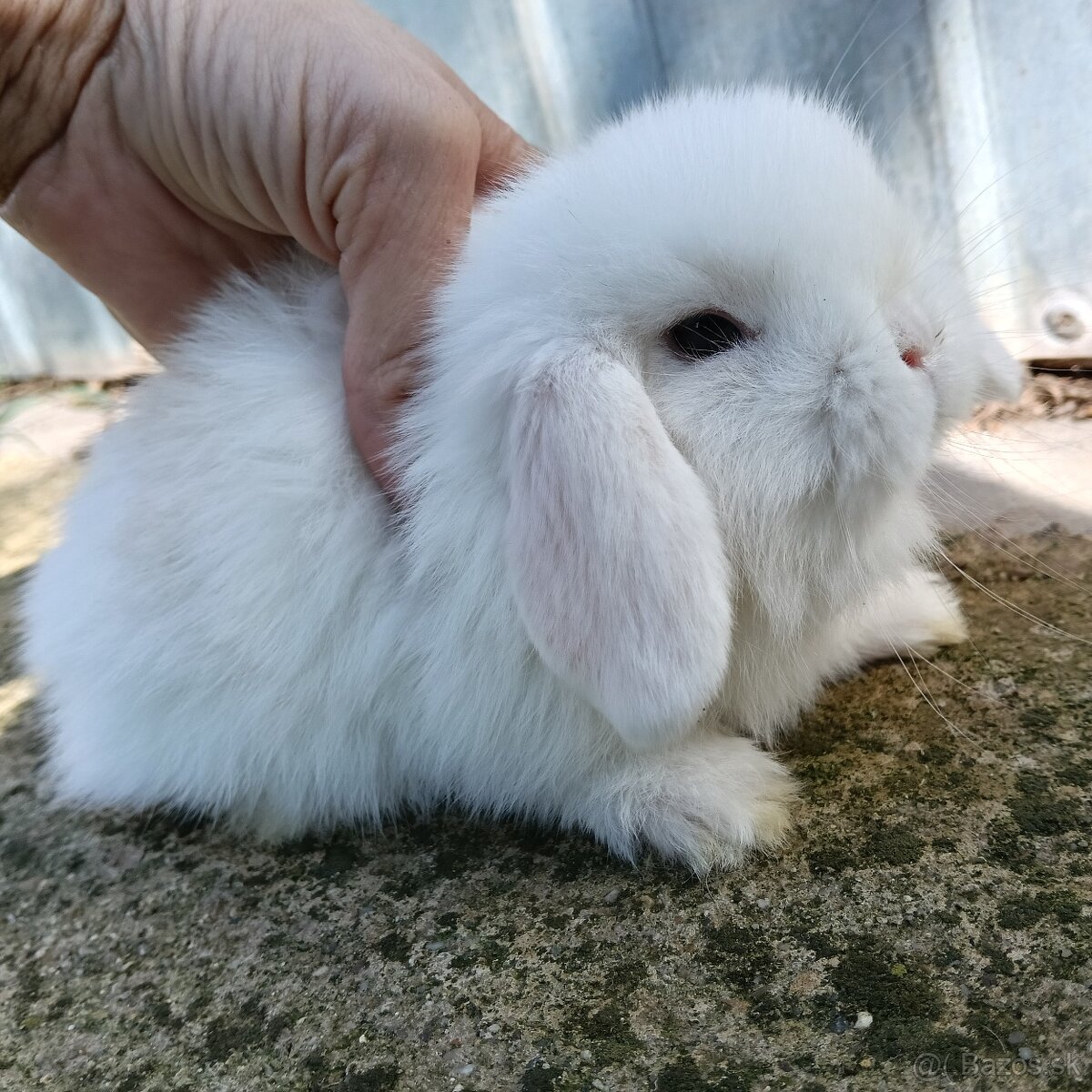 Minilop na rezervaciu samička a biely samček