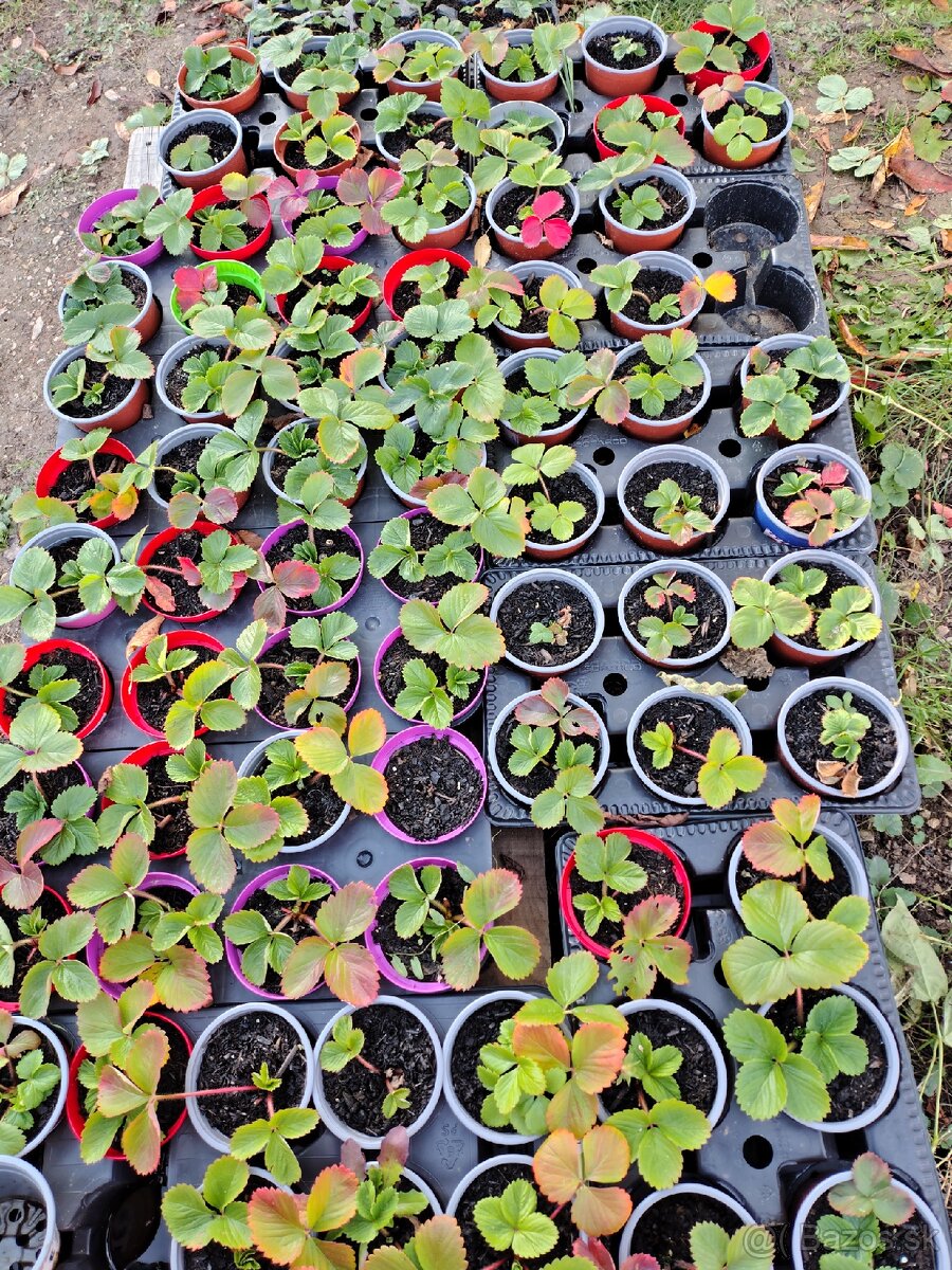 Sadenice Jahody (raz plodiace)