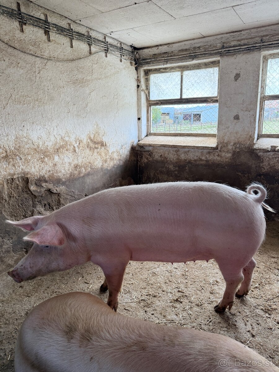 Jatočné výkrmové ošípané