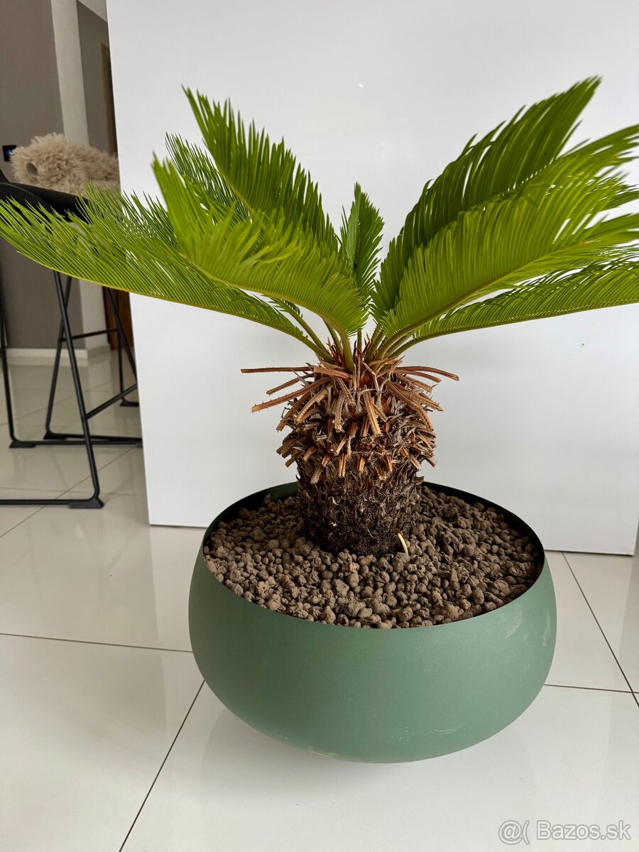 Predám krásny Cykas japonský