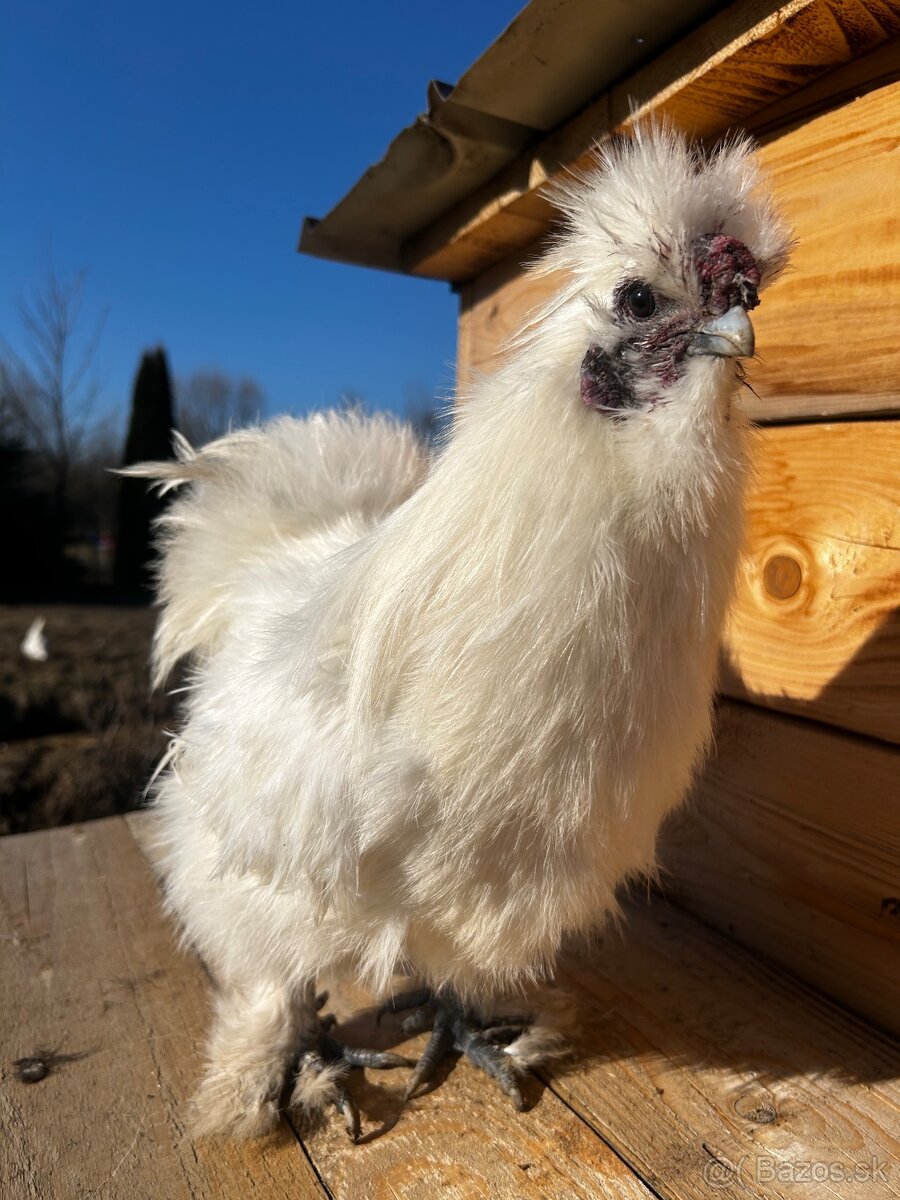 Hodvabničky - kohút