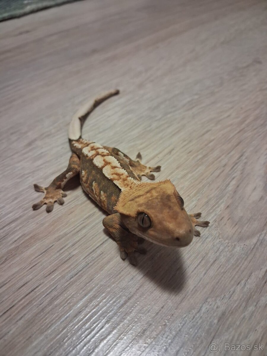 Mláďatá pagekon riasnaty