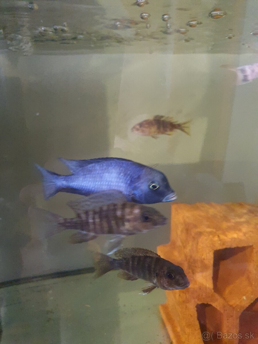 Predám cichlidy modrý delfin
