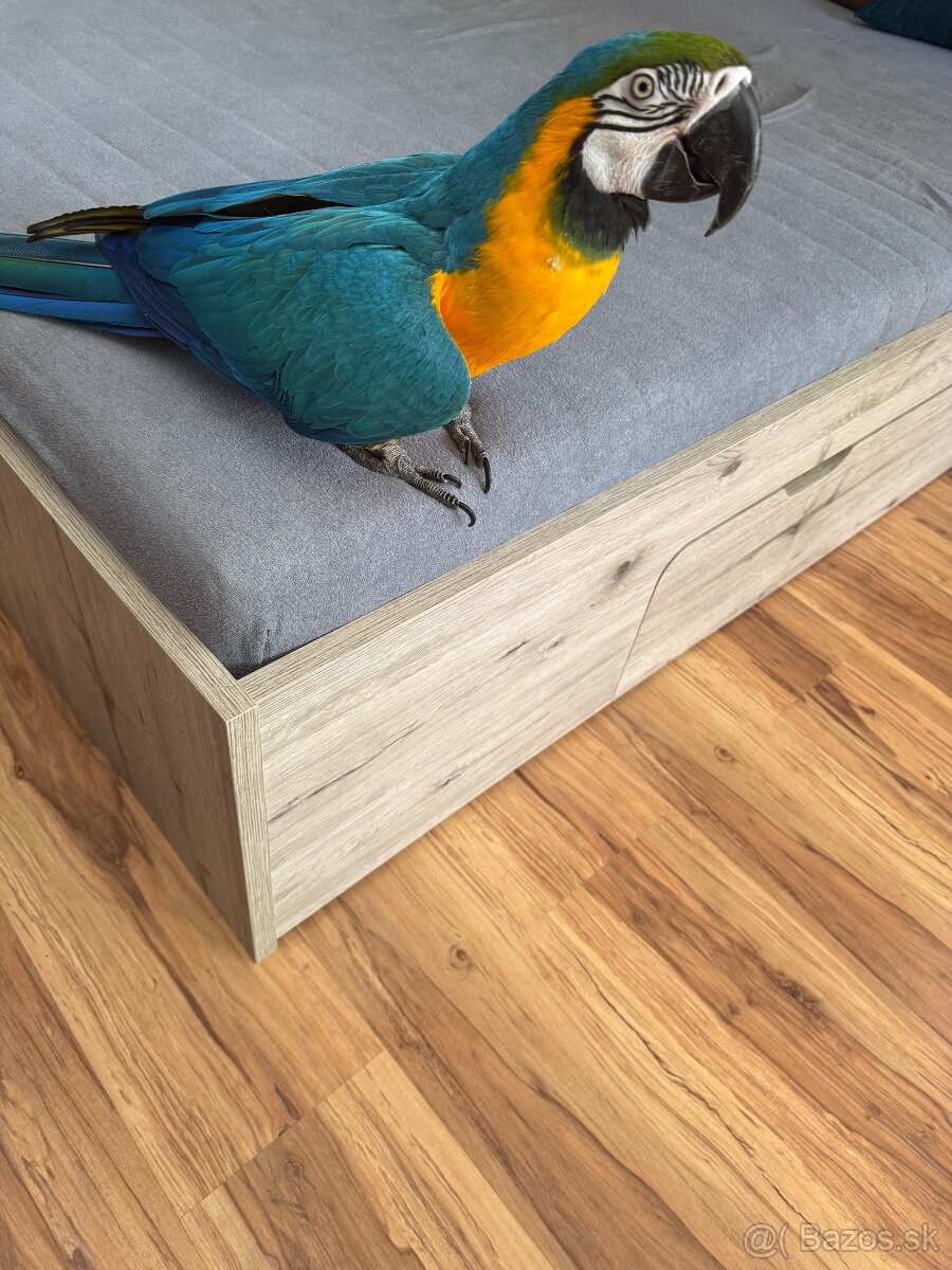 Ara ararauna