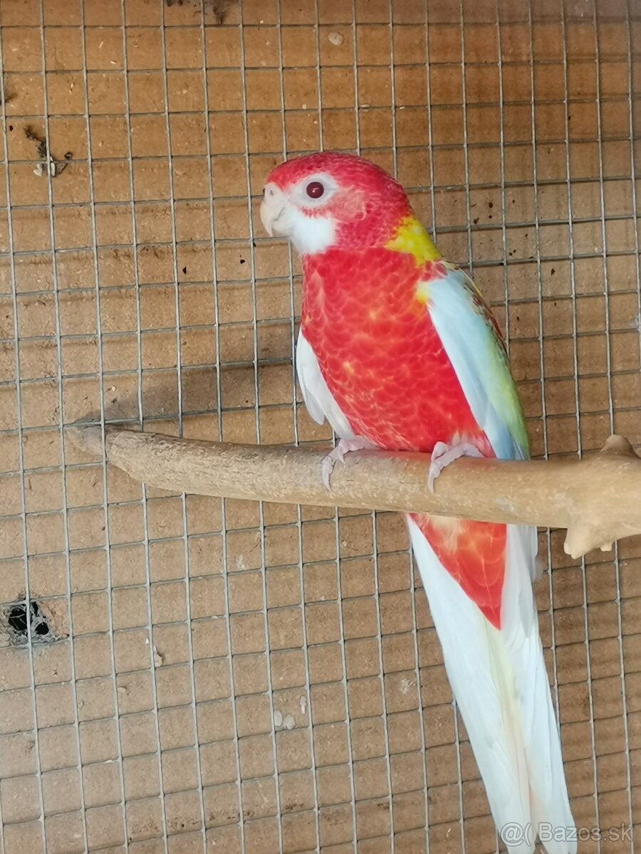 Rozela