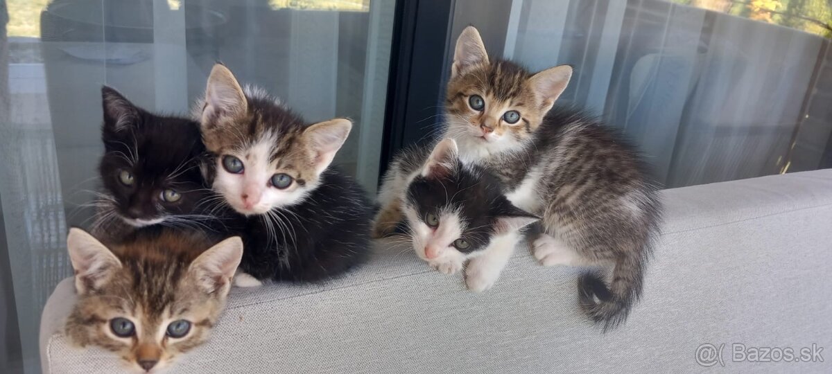 🐾 Darujeme rozkošné mačičky 8 týždňov