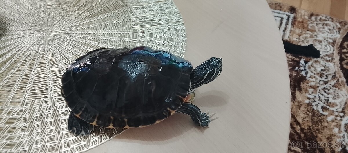 Vymením -predam vodná korytnačka