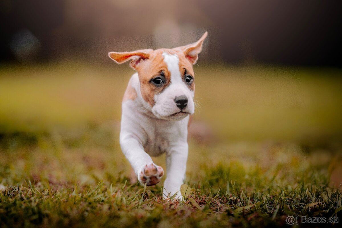 Americký stafordširský teriér