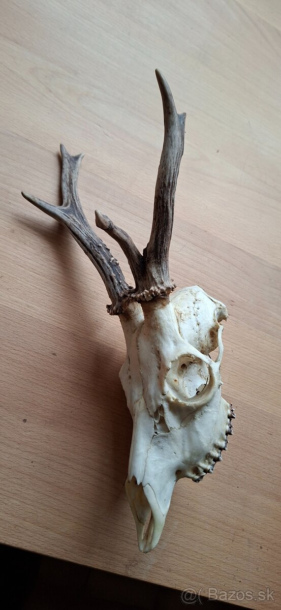 Trofej raritního srnce