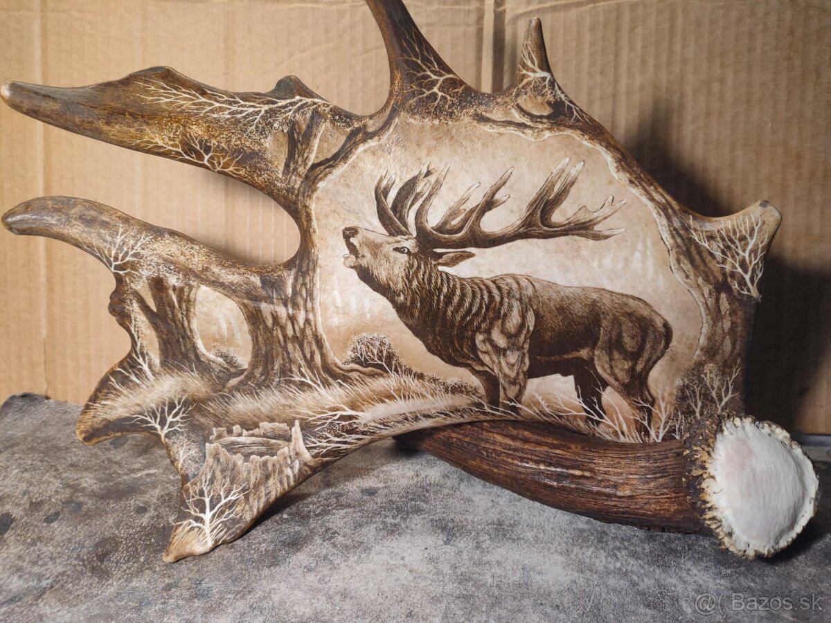 Graverovany paroh daniela, parozie, parohy