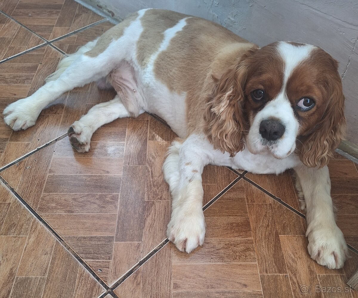 Cavalier