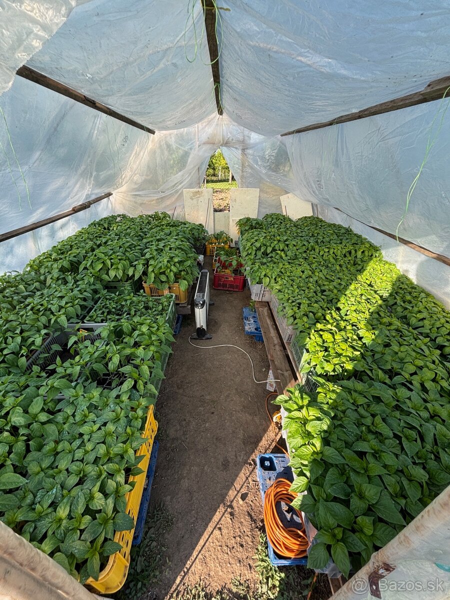 Predám planty rôzne druhy