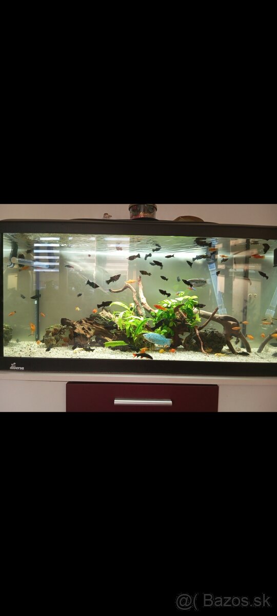Akvarium
