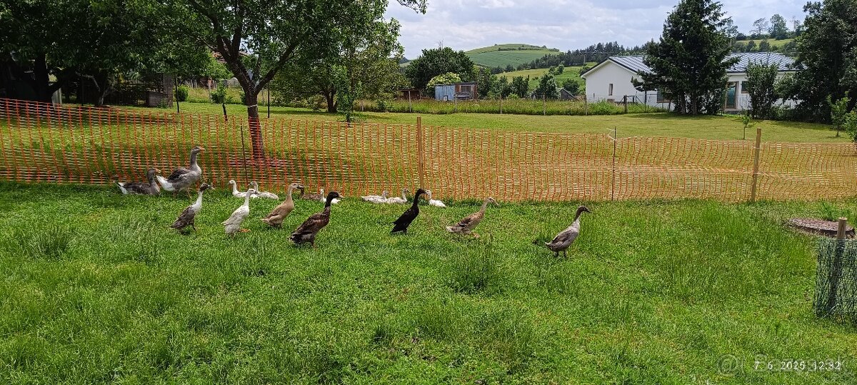Indický bežec