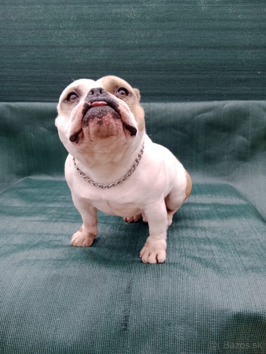 American bully