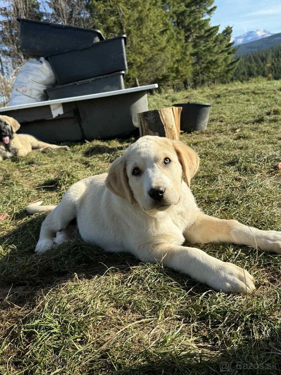 Predám šteniatka kangaly