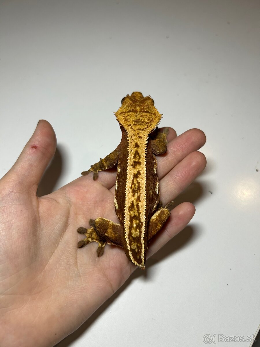 Samičky Pagekón Riasnatý