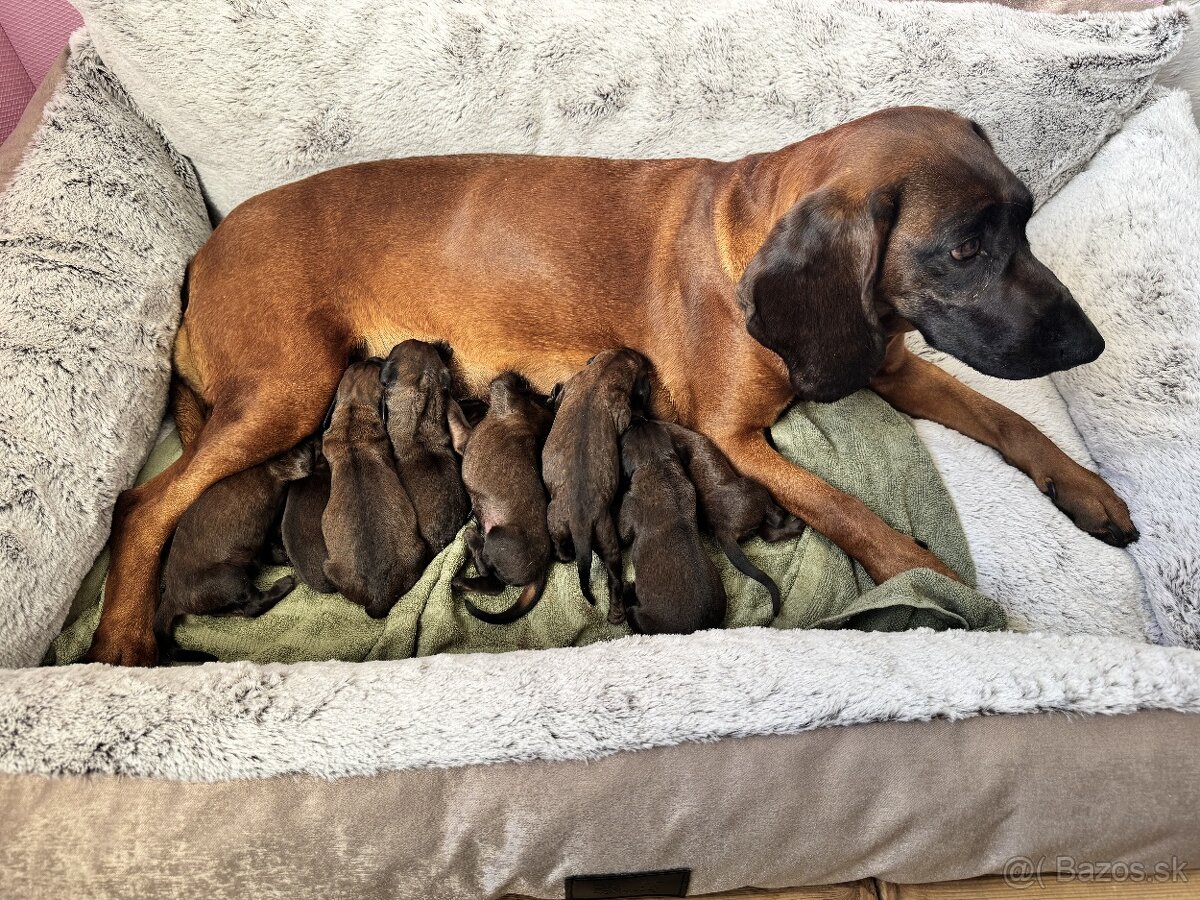 Predám štence - Bavorský farbiar