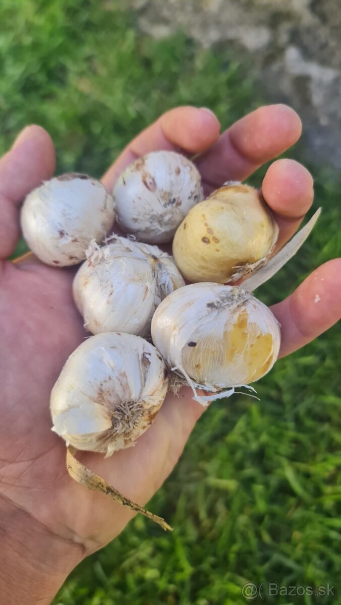 Okrasny cesnak alfatunský do 80 cm 0,60€/ks