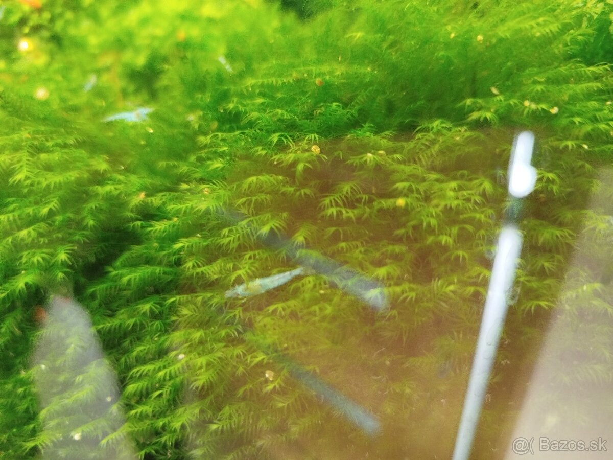 Raritné machy a rastliny