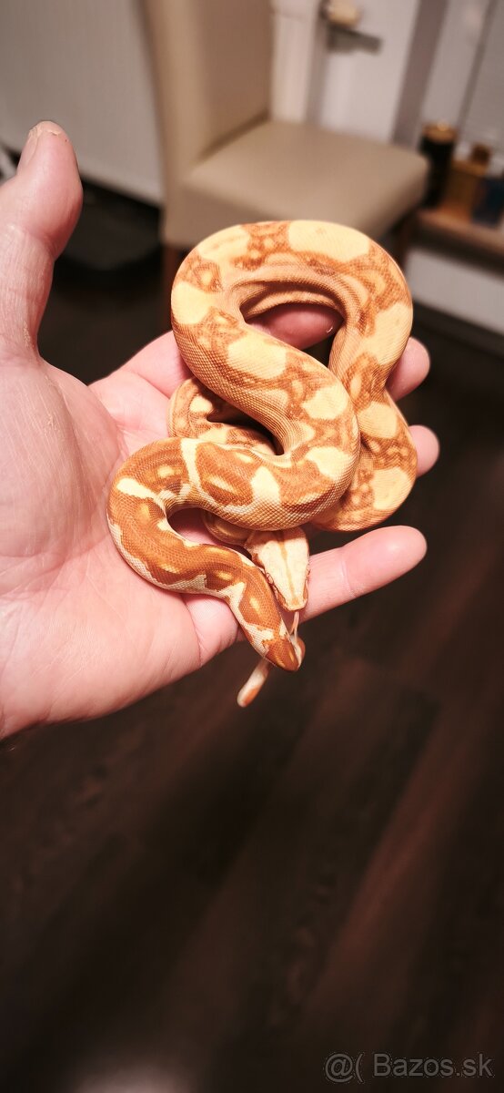 Velhad kralovsky sunglow