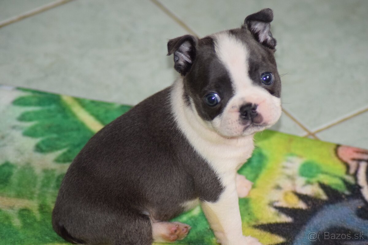 bostonský teriér s PP - modrý pejsek+ modrá holčička