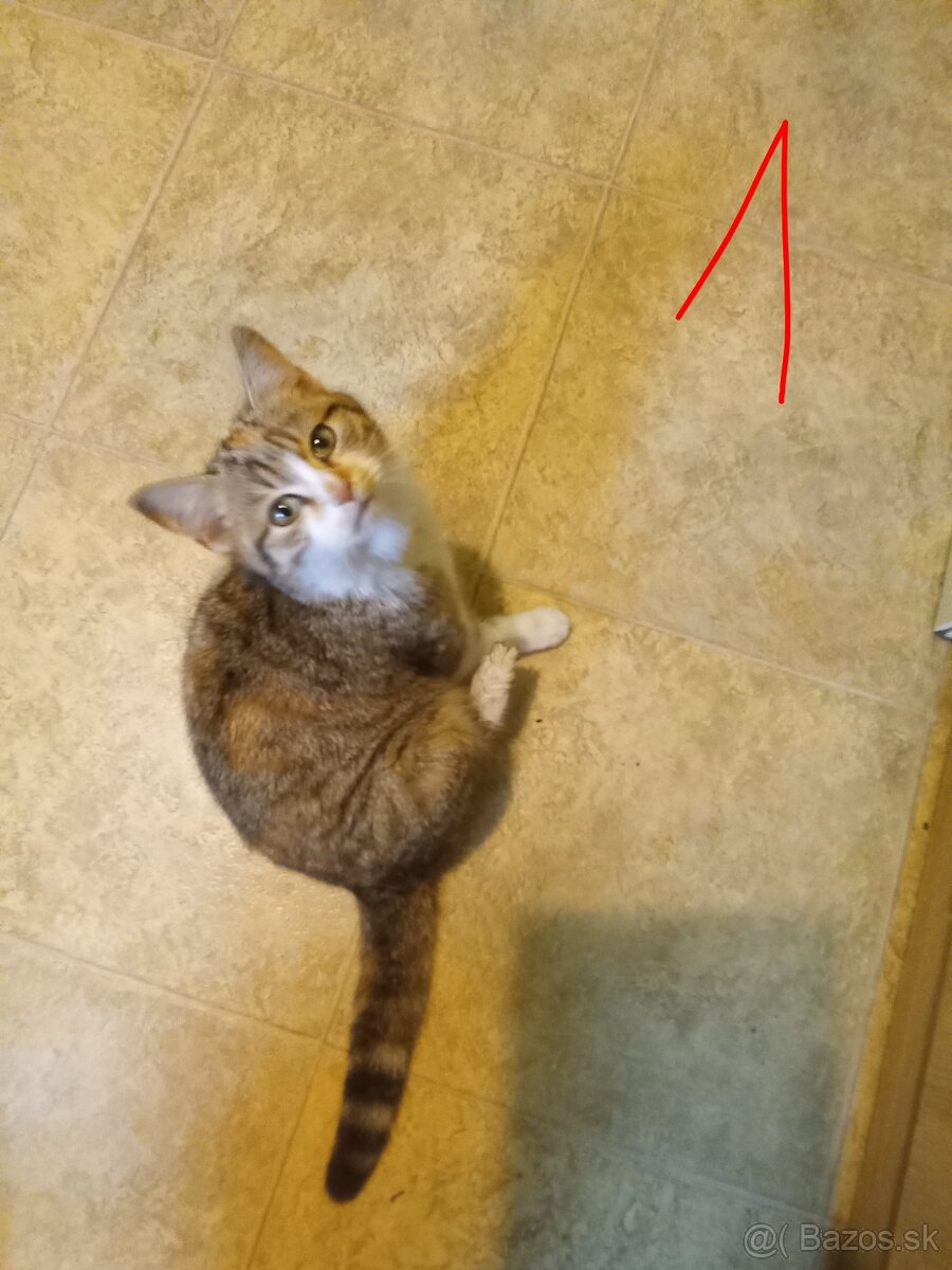 Ajándékozuk - Darujeme