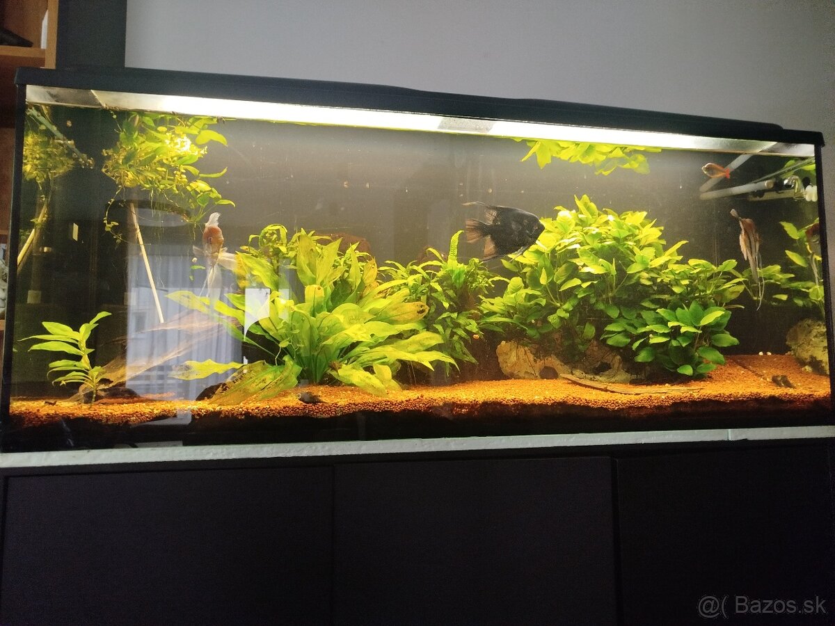 Aquarium 450 L