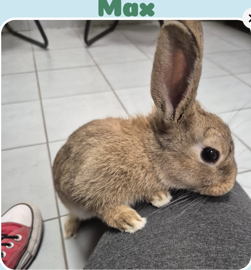 Maxík na adopciu