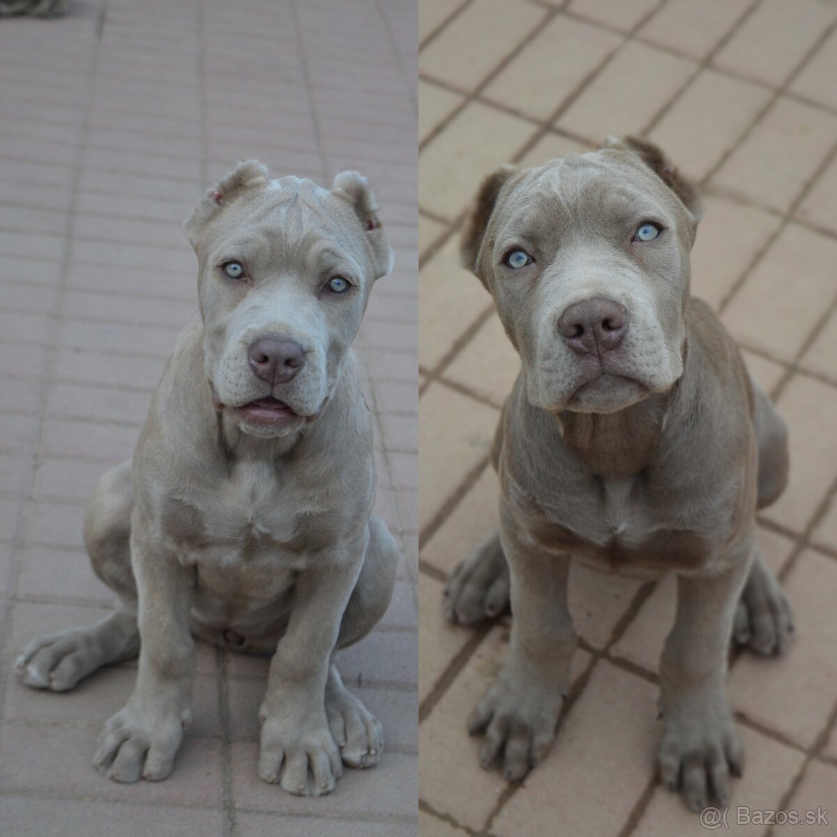 Americký BANDOG