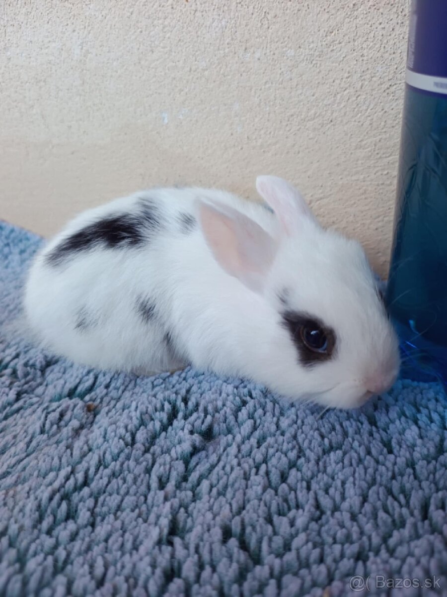 Samček mini zajačik