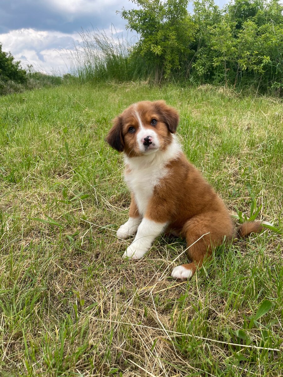 Australsky Ovciak x Border Kolia