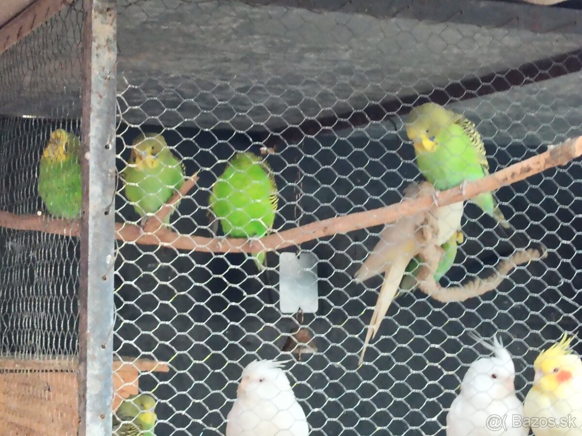 Predám andulky a korely s klietkou