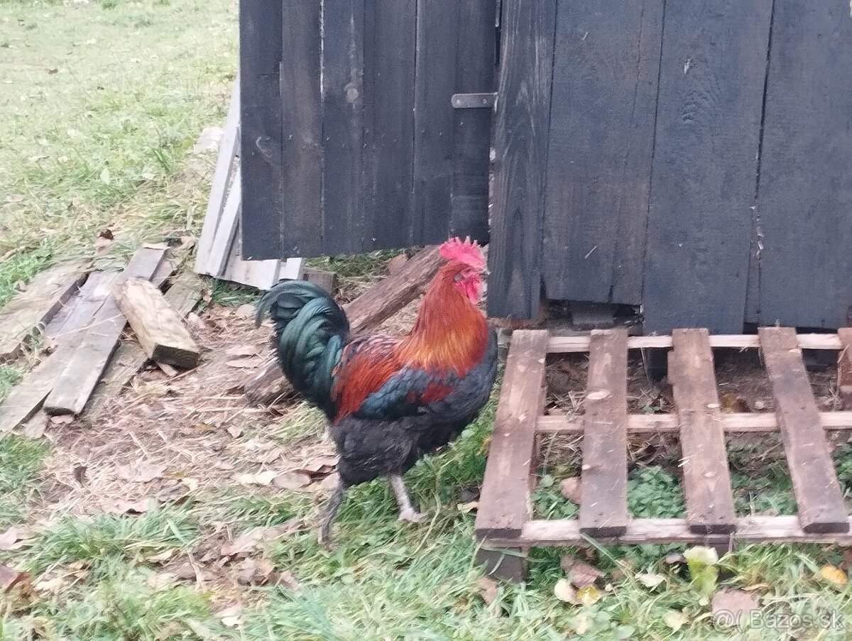 Predám mladých kohútikov