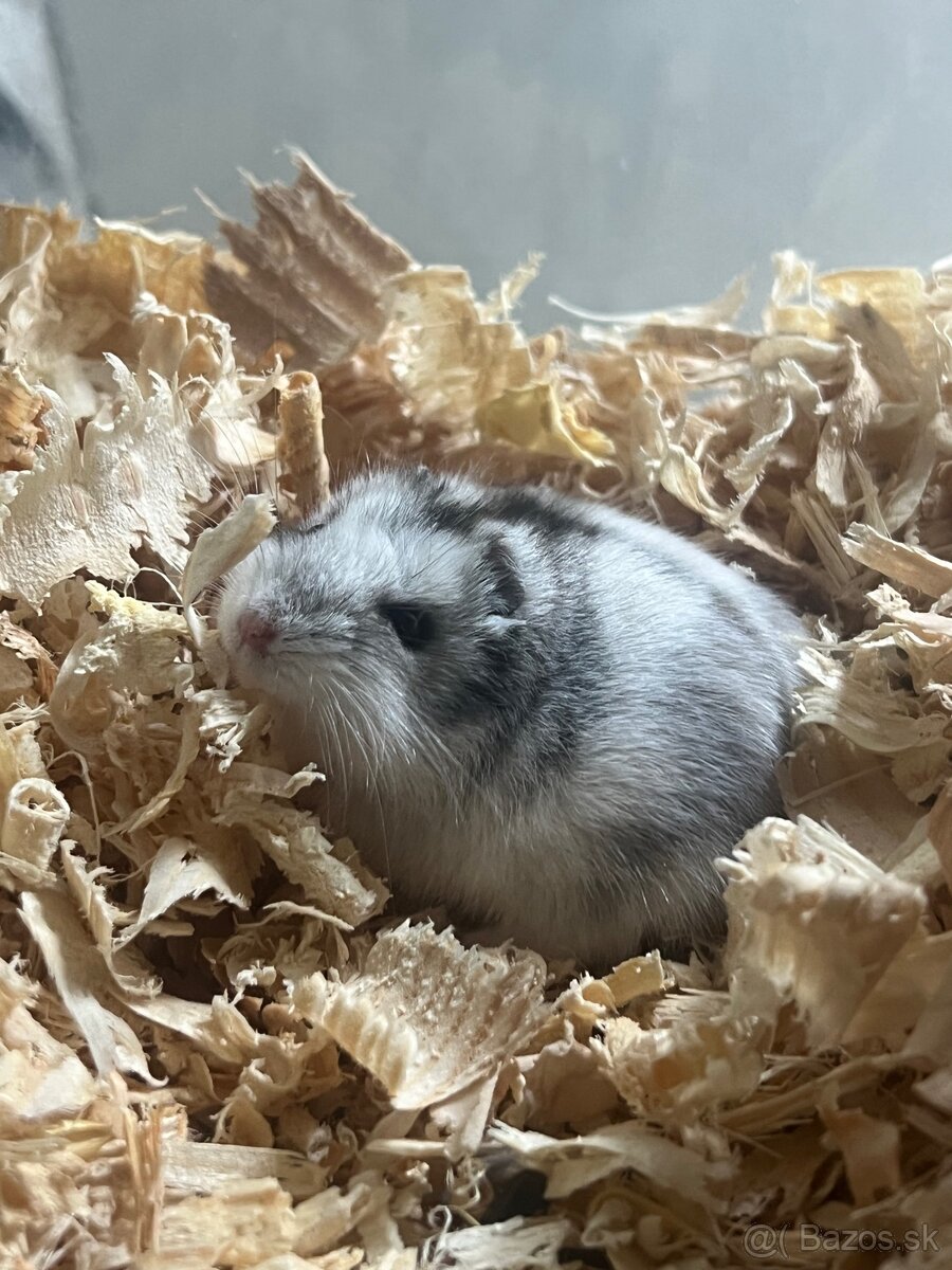 Predam škrečky džungarske