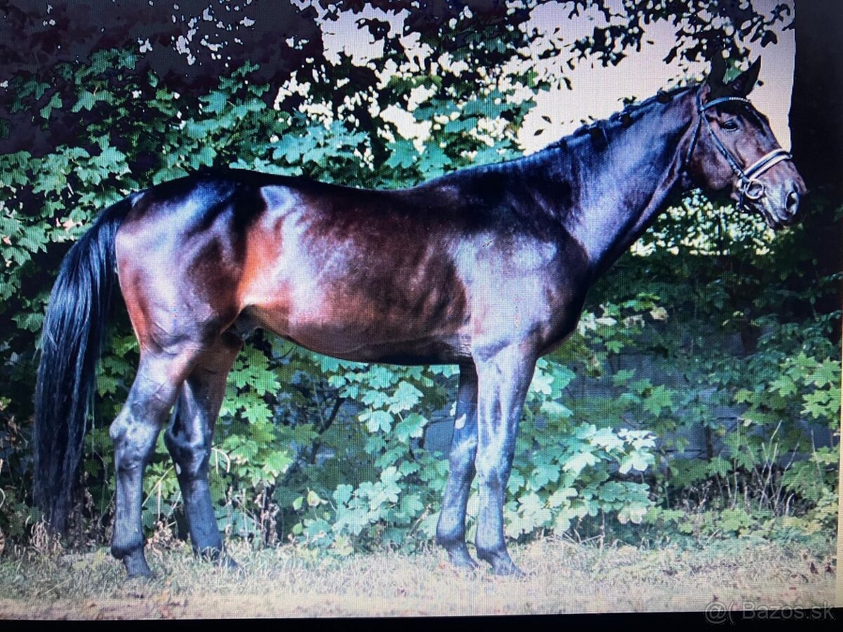 Pripúštanie žrebcom Furioso