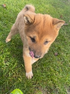 Shiba inu