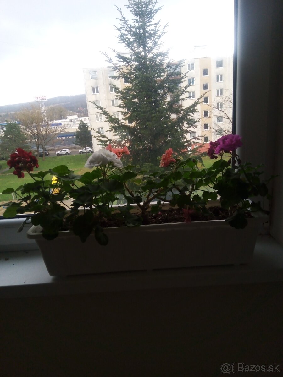 Predám kvitnúce muškáty