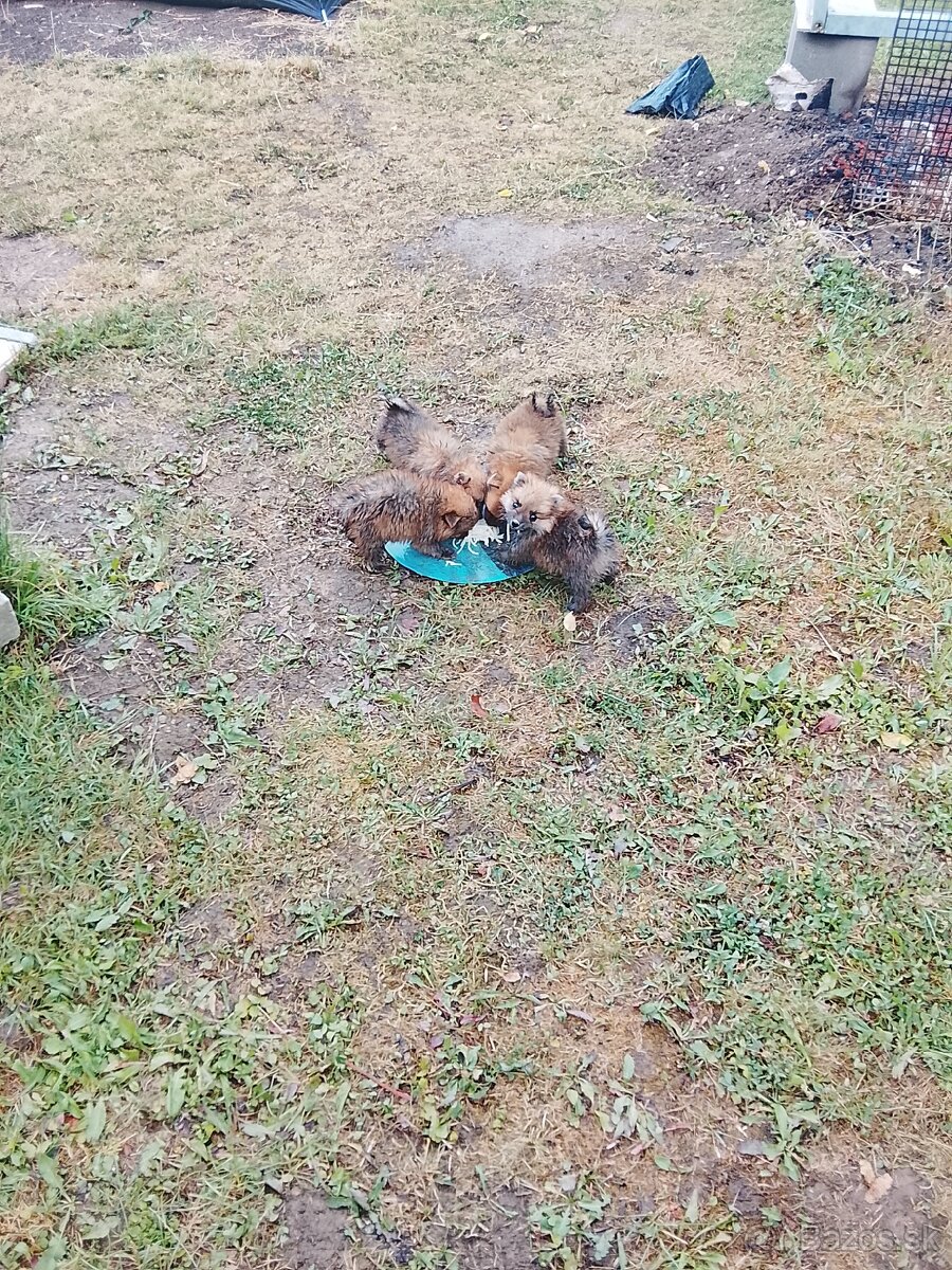 Predám Nemeckého pomarančového špica