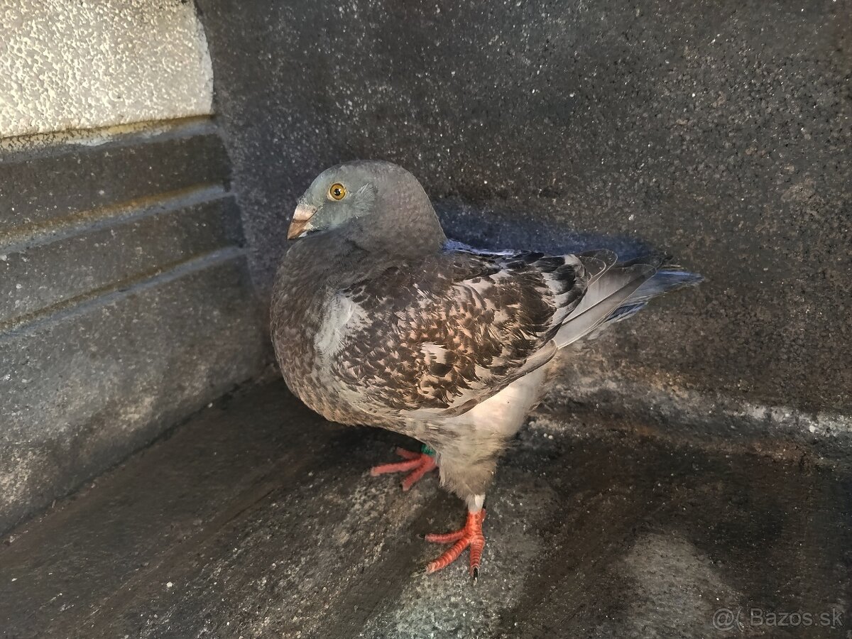 Na predaj Gigant Homer