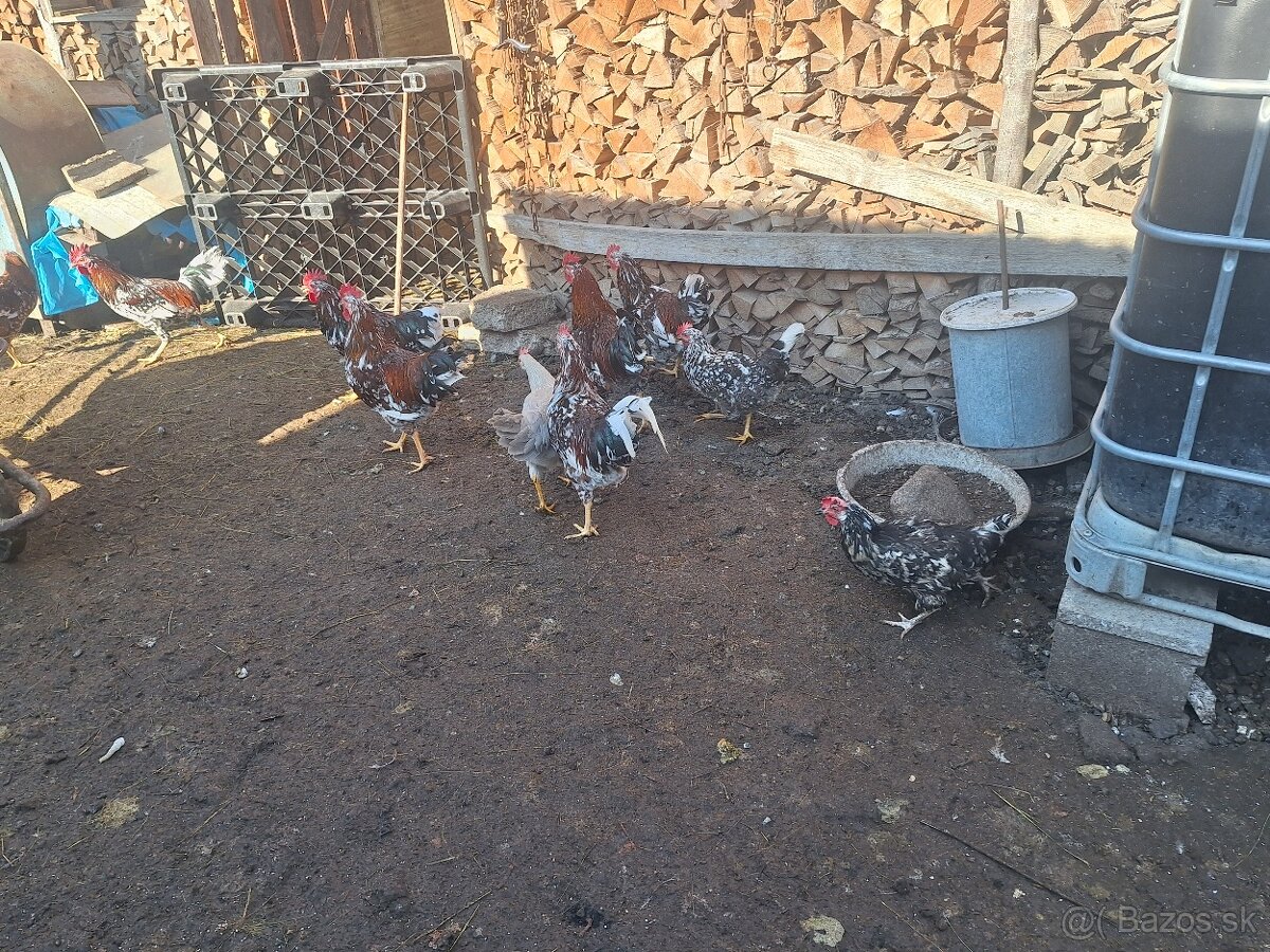 Predám mladých kohutov