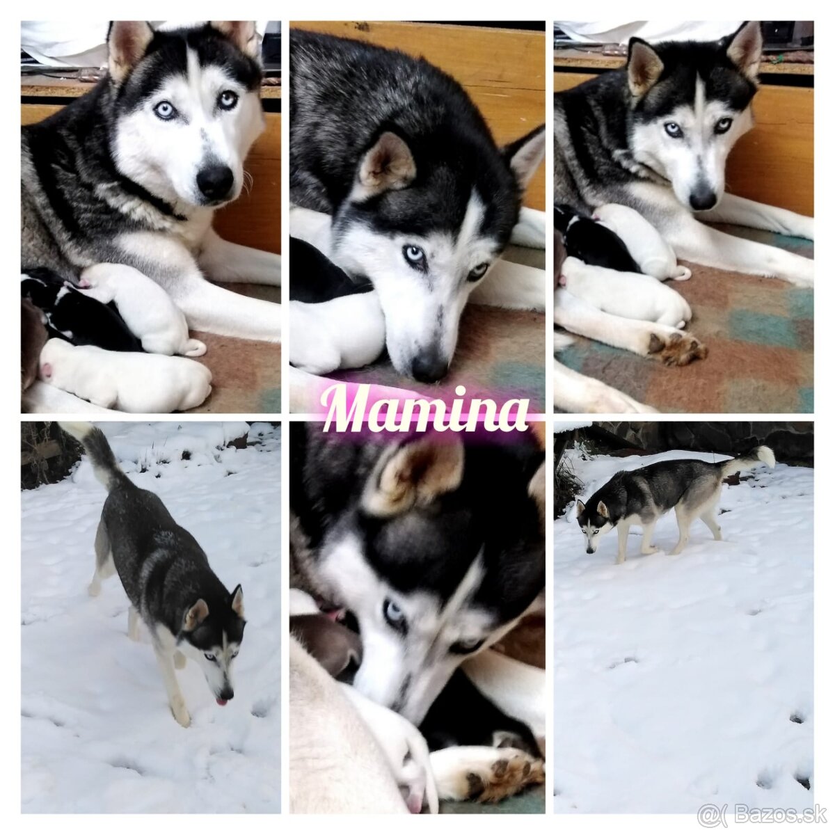 Sibírsky husky hasky