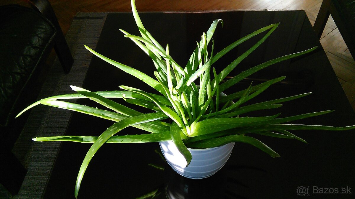 Aloe vera