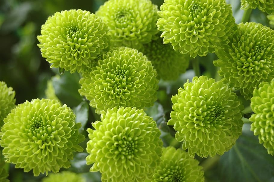 Chryzantéma zelená - 2,5eur a 4eur