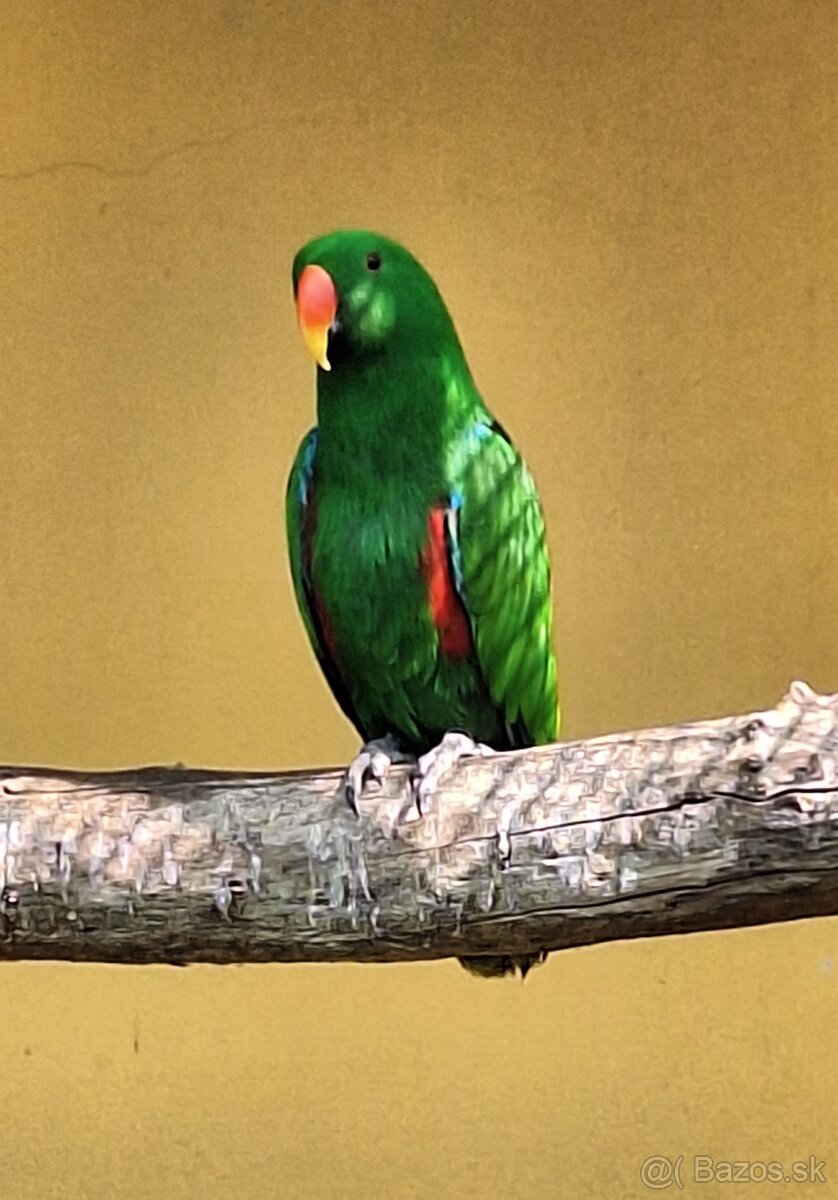Eklektus polychloros