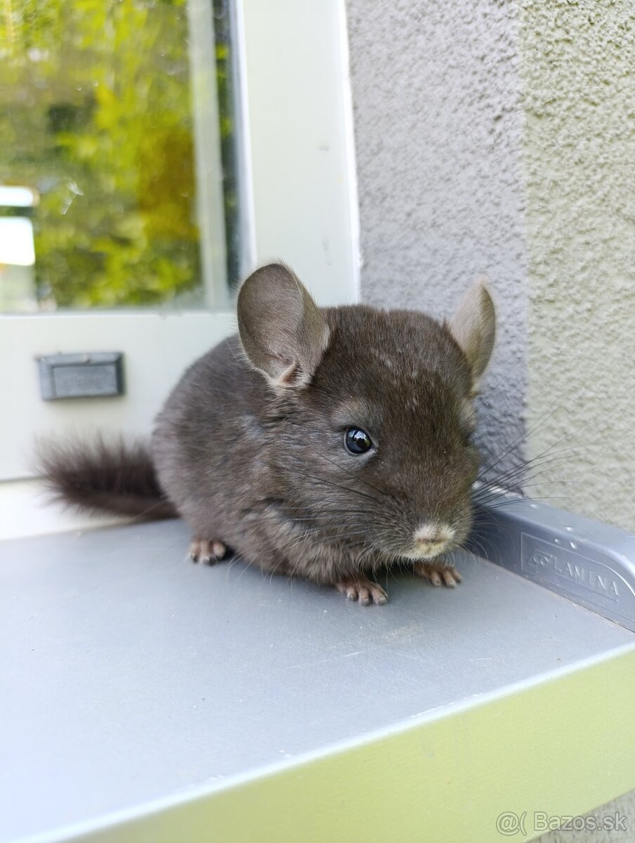 Dark ebony avc/sc/cc činčilka