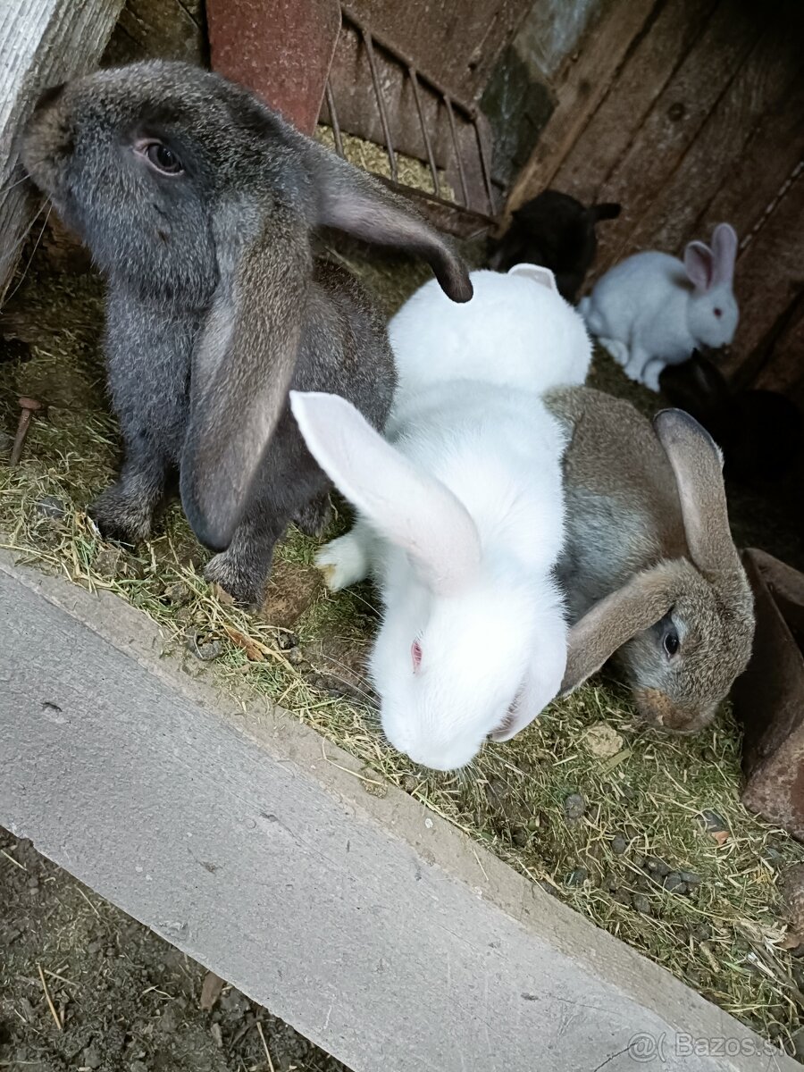 Králiky